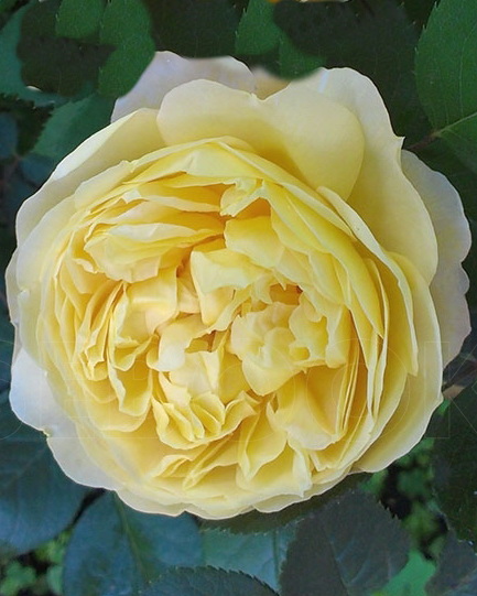 Роза английская чарльз остин фото и описание
